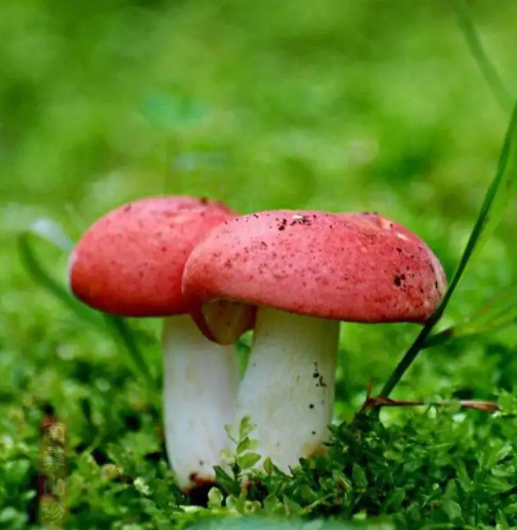 四川甘孜州實現(xiàn)野生菌食品安全零發(fā)生